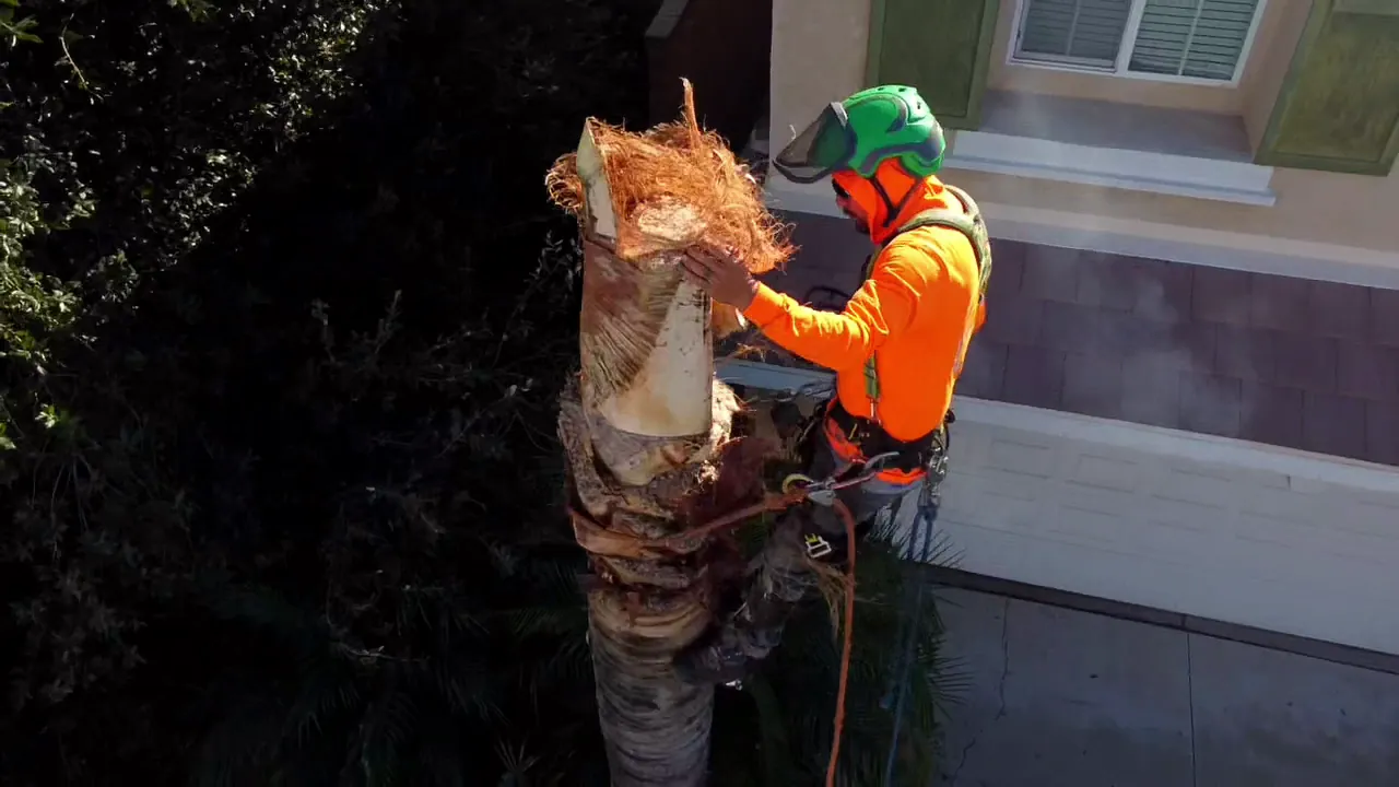 Aerial view of a climber in a green helmet trimming the top of a palm
