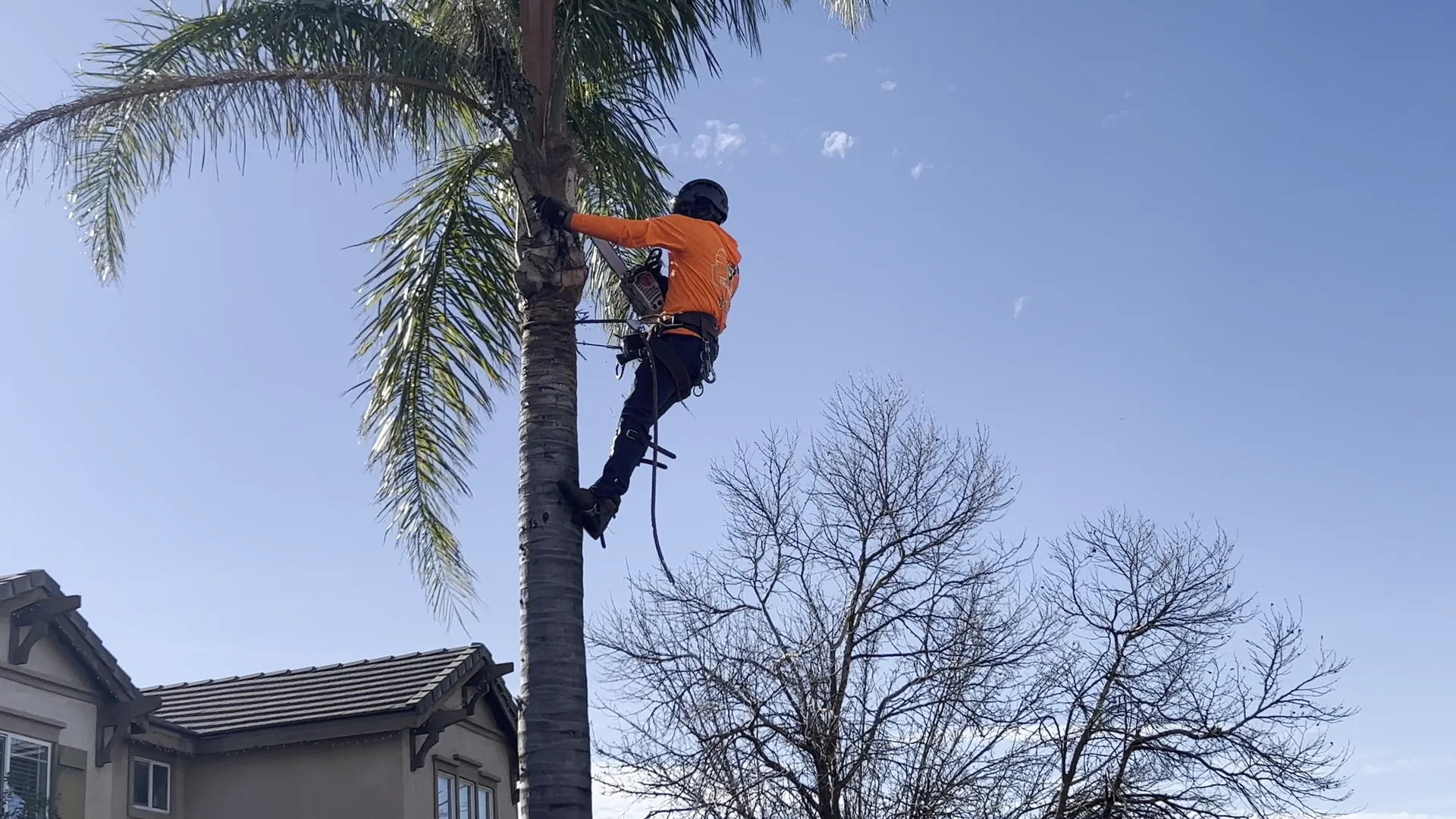 Climber in harness working at the top of a palm tree