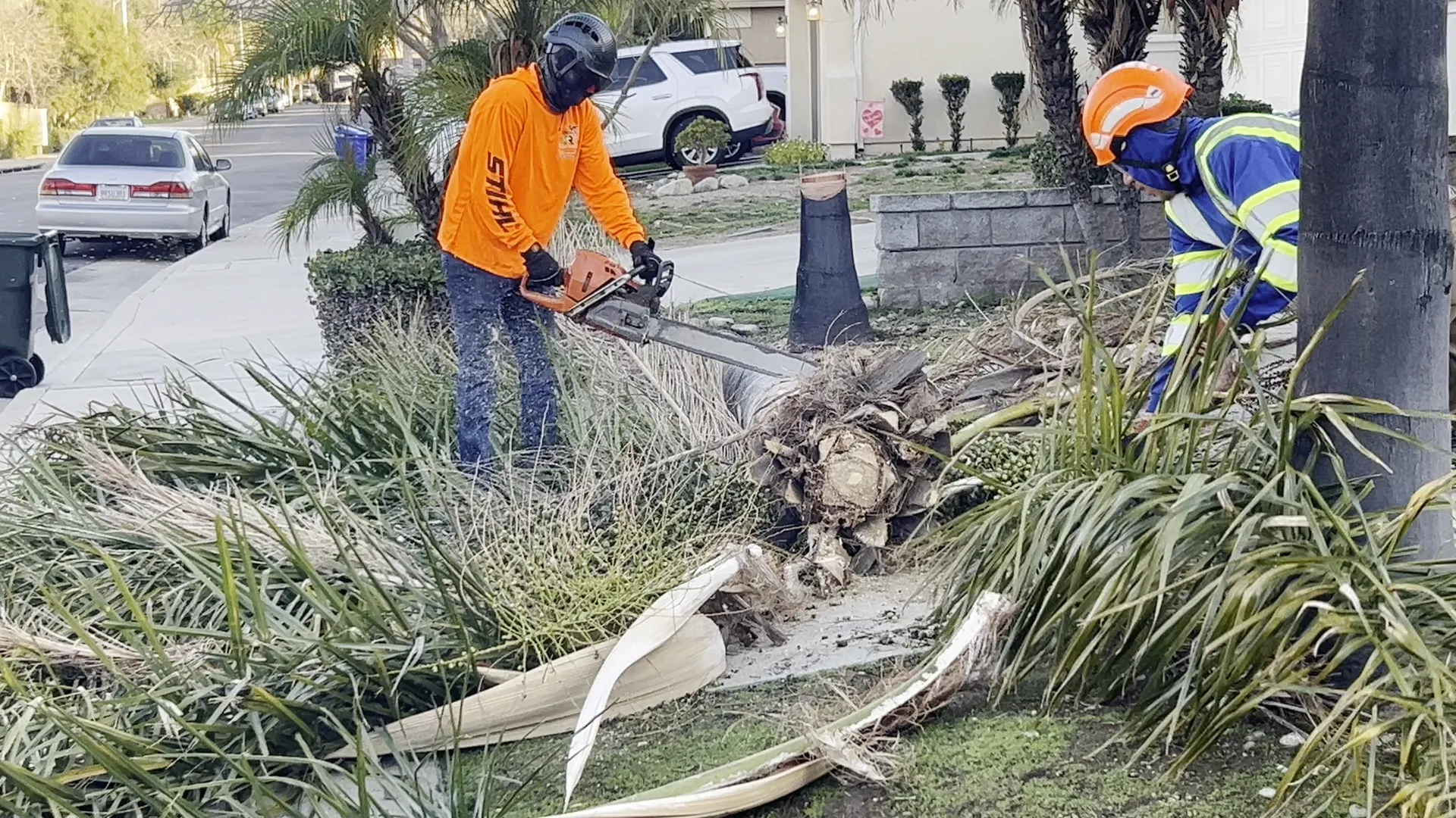 Crew member cutting up palm fronds on a front lawn