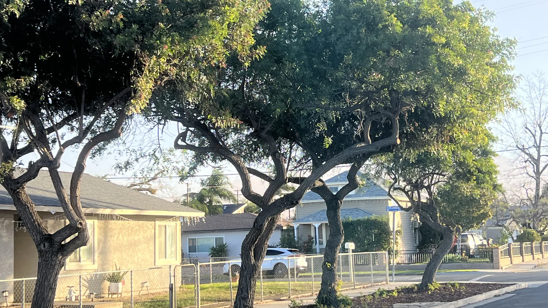 Row of freshly trimmed street trees in front of homes