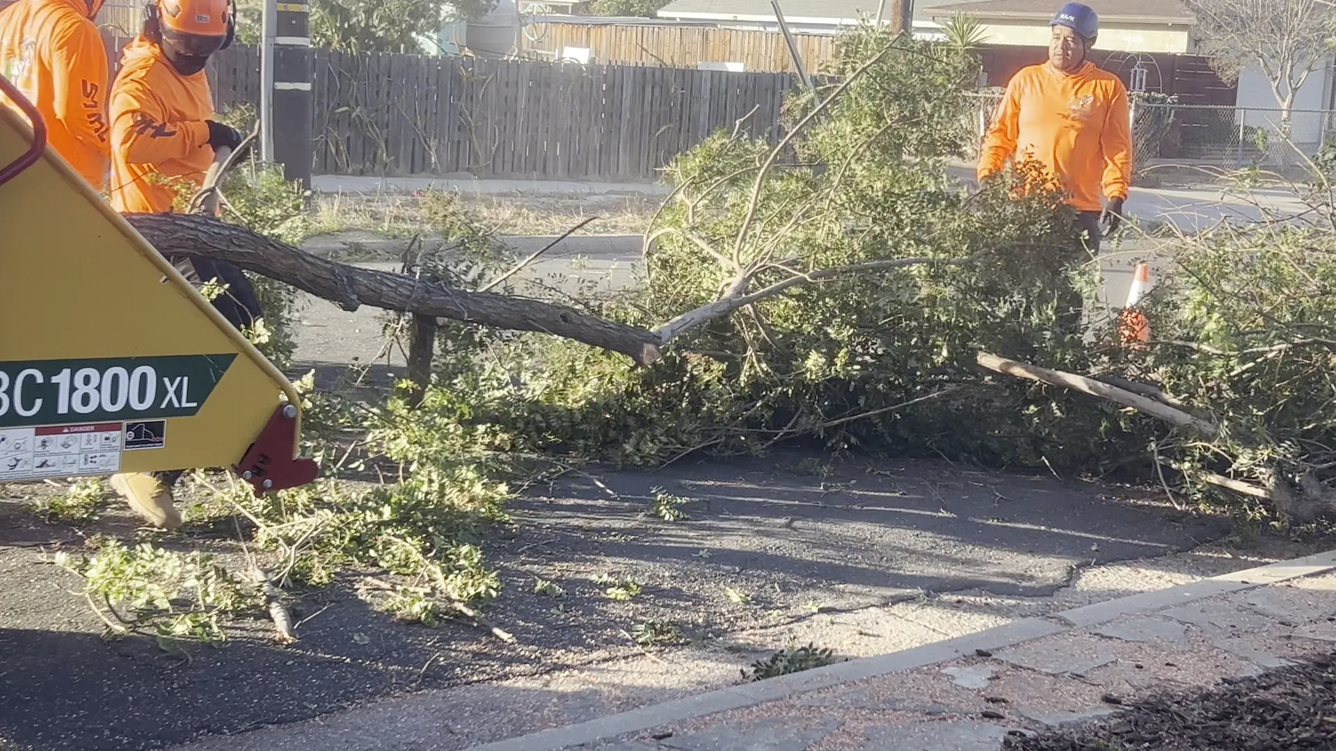 Crew dragging cut branches to the chipper during a tree removal