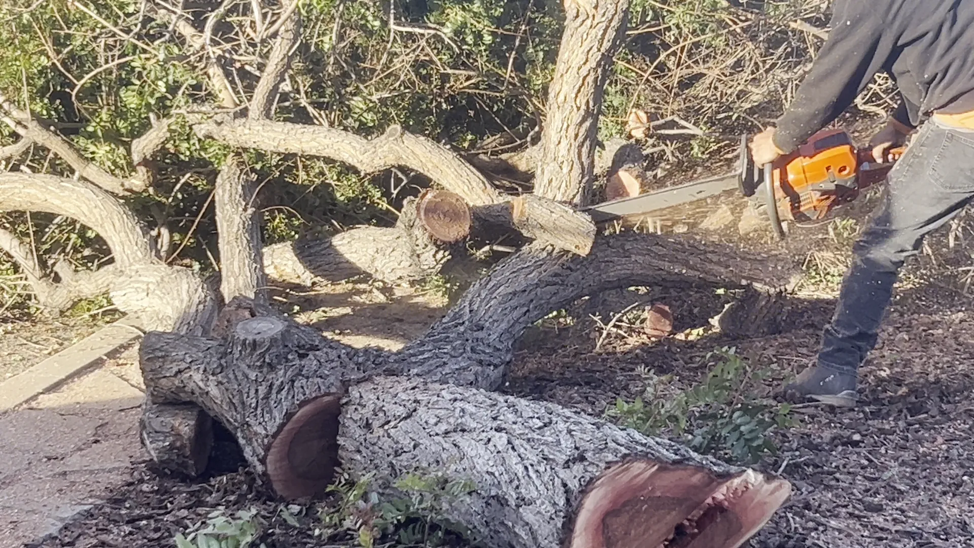 Large tree trunk cut into sections during a removal